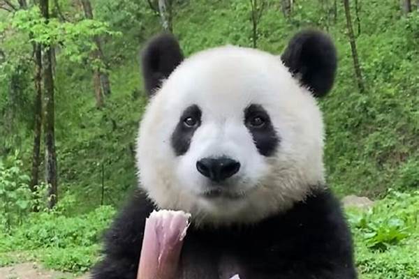 大熊猫小馨为什么改名