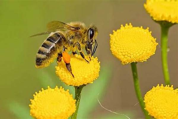 蜜蜂能每天都查看吗