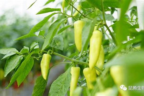 辣椒刚结果,为什么就有一些掉落了